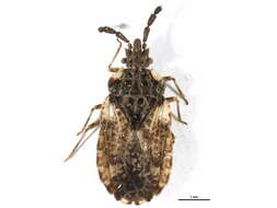 Image of <i>Aradus depressus</i>