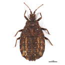 Image of <i>Mauricicoris dilatatus</i>