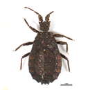 Imagem de <i>Jacobsaptera pilicornis</i>