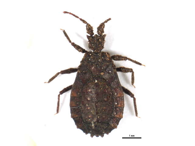 Image of <i>Jacobsaptera pilicornis</i>