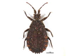 Image of <i>Jacobsaptera pilicornis</i>