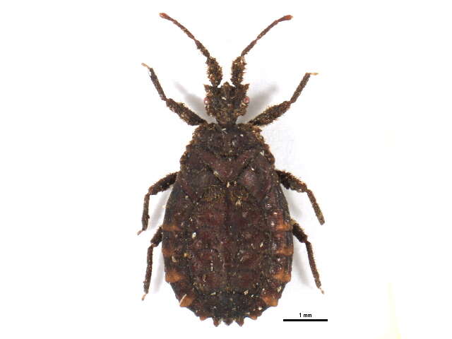 Image of <i>Jacobsaptera pilicornis</i>