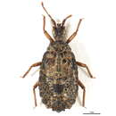 Image of <i>Stysaptera andasibe</i>