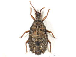 Image of <i>Stysaptera andasibe</i>