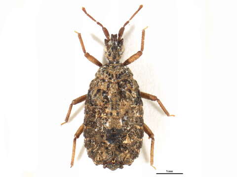 Image of <i>Stysaptera andasibe</i>