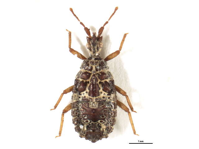 Image of <i>Stysaptera ikalalao</i>