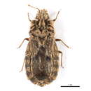 Image of Neoproxius cf. palliatus