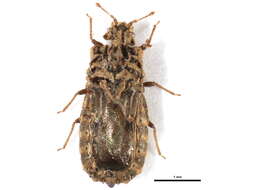 Image of Neoproxius