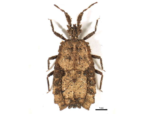 Image of <i>Atactocoris perneri</i>