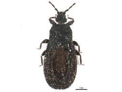 Image de <i>Neuroctenus serrulatus</i>