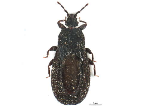 Слика од <i>Neuroctenus serrulatus</i>