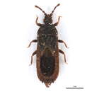 Image of <i>Arbanatus</i>