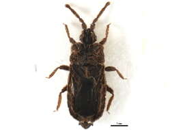 Image of <i>Aphleboderrhis comata</i>