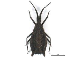 Image of Chelonocoris