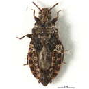 Image of <i>Lobocara ovata</i>