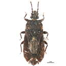 Image of <i>Mezira americana</i>