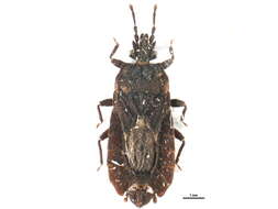 Image of <i>Mezira americana</i>