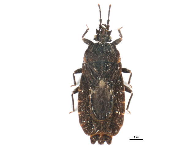 Image of <i>Mezira americana</i>