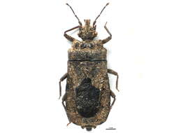 Image of <i>Mezira laeviventris</i>