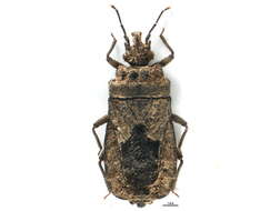 Image of <i>Mezira laeviventris</i>