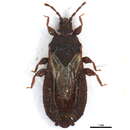 Image of <i>Neuroctenus hyalinipennis</i>