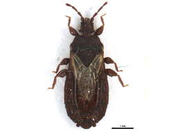 Image de <i>Neuroctenus hyalinipennis</i>