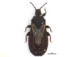 Image de <i>Neuroctenus hyalinipennis</i>