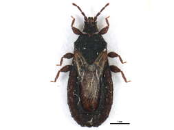 Image de <i>Neuroctenus hyalinipennis</i>