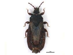 Image de <i>Neuroctenus hyalinipennis</i>