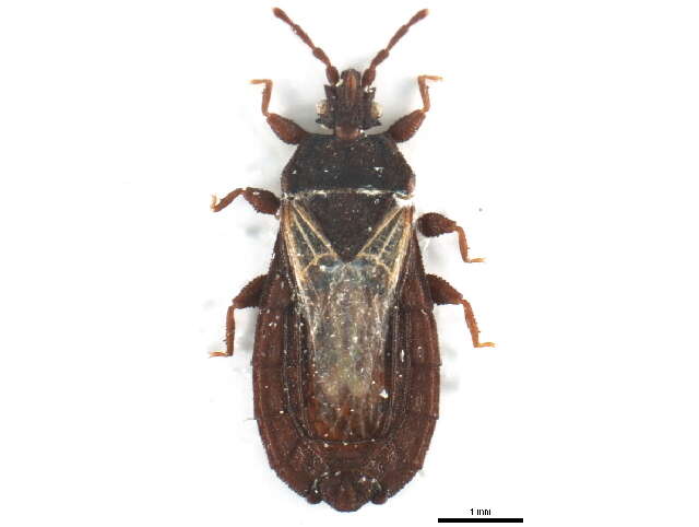 Image de <i>Neuroctenus hyalinipennis</i>