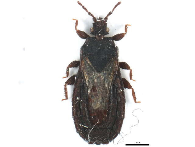 Image de <i>Neuroctenus hyalinipennis</i>