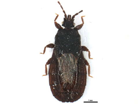 Image of <i>Neuroctenus serrulatus</i>