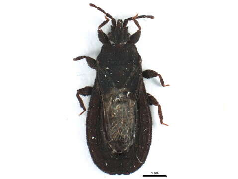 Image of <i>Neuroctenus serrulatus</i>