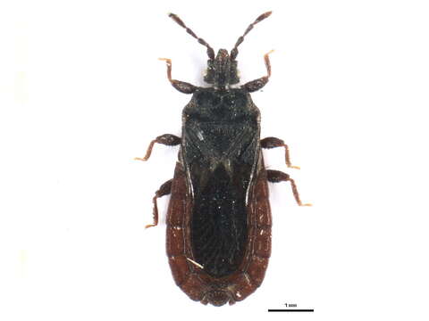 Слика од <i>Overlaetiella rubrescens</i>