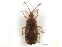 Image of <i>Placogenys cockerelli</i>