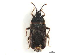 Image of <i>Pseudomezira kashmirensis</i>