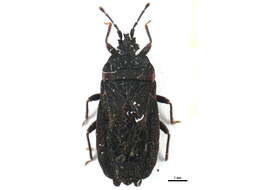 Image of <i>Pseudomezira kashmirensis</i>