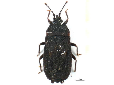 Image of <i>Pseudomezira kashmirensis</i>