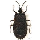 Image of Wuiessa longicornis