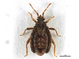 Image of Neadenocoris