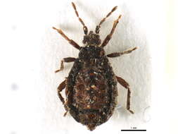 Image of Neadenocoris