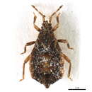 Image of Neadenocoris