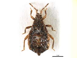 Image of Neadenocoris