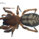 Image of Callobius enus (Chamberlin & Ivie 1947)