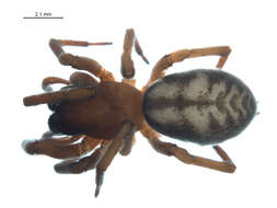 Image of Callobius enus (Chamberlin & Ivie 1947)