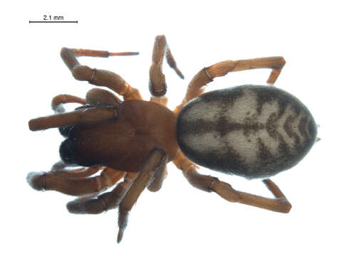 Image of Callobius enus (Chamberlin & Ivie 1947)