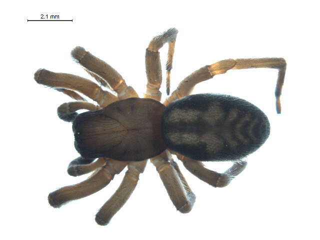 Image of Callobius enus (Chamberlin & Ivie 1947)