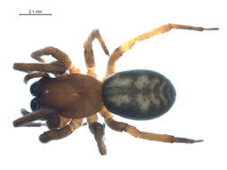 Image of Callobius enus (Chamberlin & Ivie 1947)