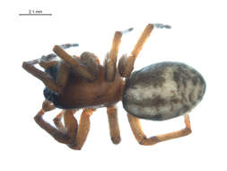 Image of Callobius enus (Chamberlin & Ivie 1947)