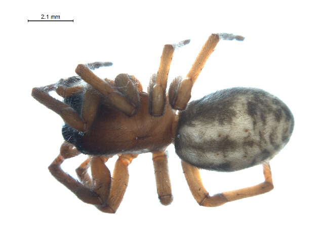 Image of Callobius enus (Chamberlin & Ivie 1947)